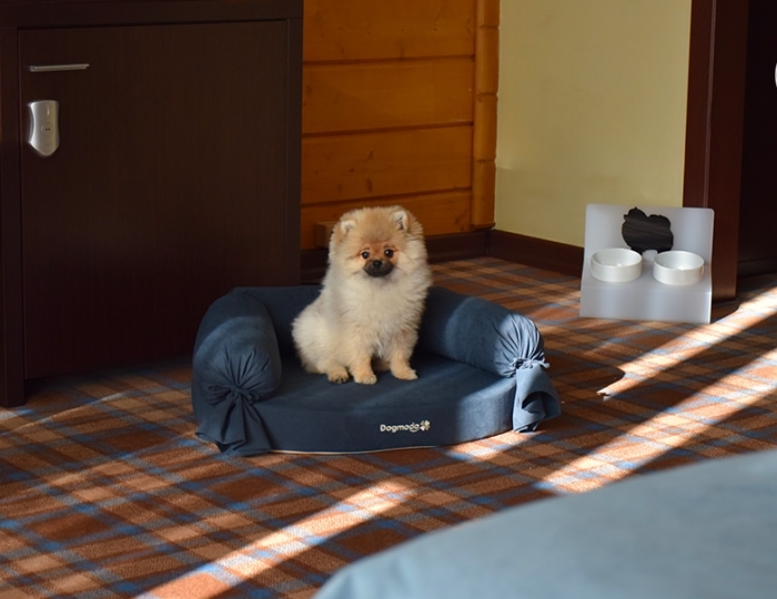 Pet suite - Отель LES Art Resort / Лес Арт Резорт